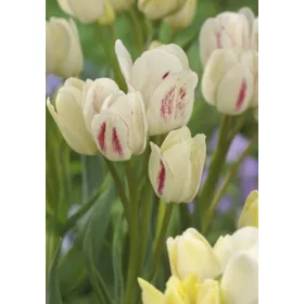 Csokros Tulipán - Tulip " Candy Club"