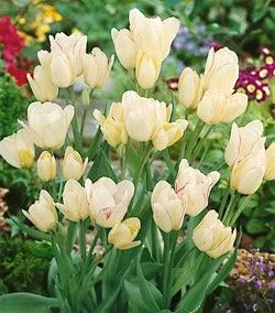 Csokros Tulipán - Tulip " Candy Club"
