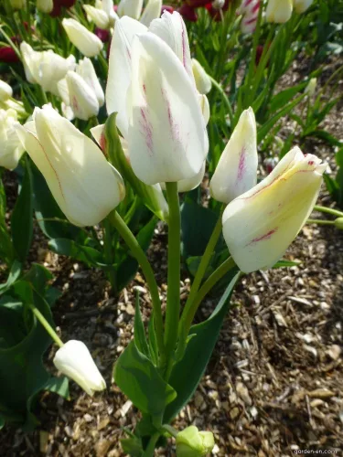 Csokros Tulipán - Tulip " Candy Club"