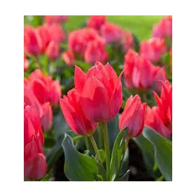 Csokros Tulipán - Tulip " Toronto"