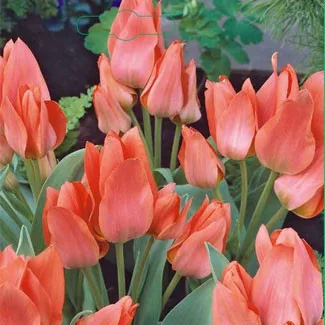 Csokros Tulipán - Tulip " Toronto"