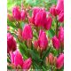 Csokros Tulipán - Tulip " Happy Family"