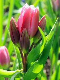 Csokros Tulipán - Tulip " Happy Family"