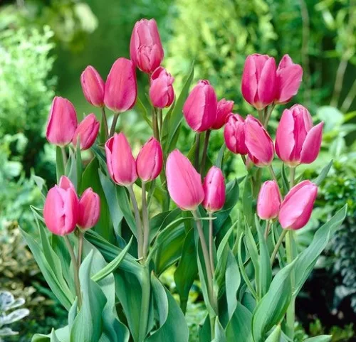Csokros Tulipán - Tulip " Happy Family"
