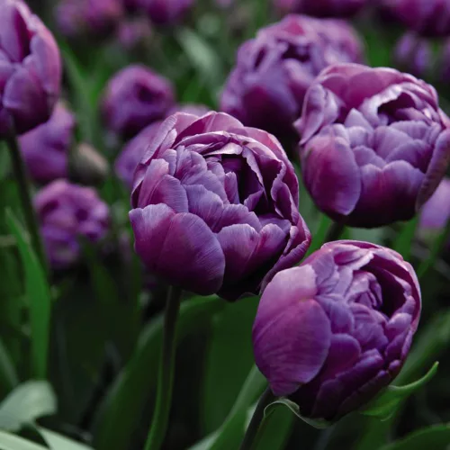 Telt virágú Tulipán - Tulip " Blue Diamond"
