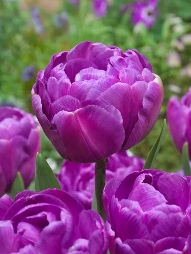 Telt virágú Tulipán - Tulip " Blue Diamond"