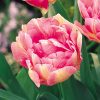 Telt virágú Tulipán - Tulip " Peach Blossom"