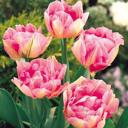 Telt virágú Tulipán - Tulip " Peach Blossom"