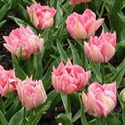 Telt virágú Tulipán - Tulip " Peach Blossom"