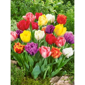   Telt virágú Tulipán  Mix - Tulip "Double Early mixed"