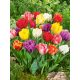 Telt virágú Tulipán  Mix - Tulip "Double Early mixed"