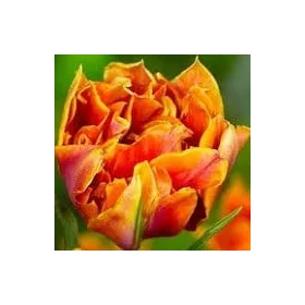   Telt virágú Tulipán - Tulip " Willem van Oranje"