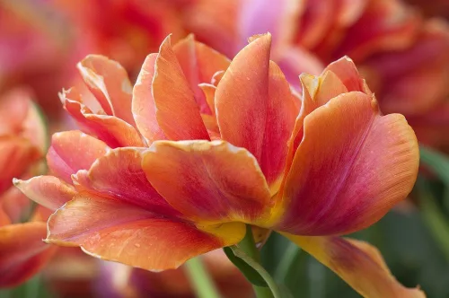 Telt virágú Tulipán - Tulip " Willem van Oranje"