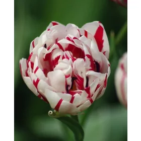 Telt virágú Tulipán - Tulip "Carneval de Nice"