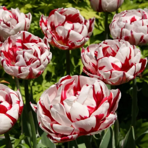 Telt virágú Tulipán - Tulip "Carneval de Nice"