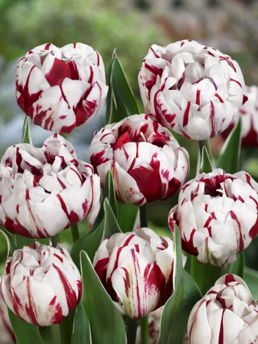 Telt virágú Tulipán - Tulip "Carneval de Nice"