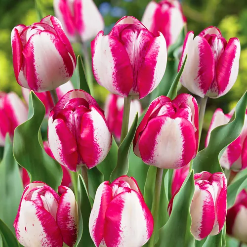 Tulipán - Tulip " Hotpants"