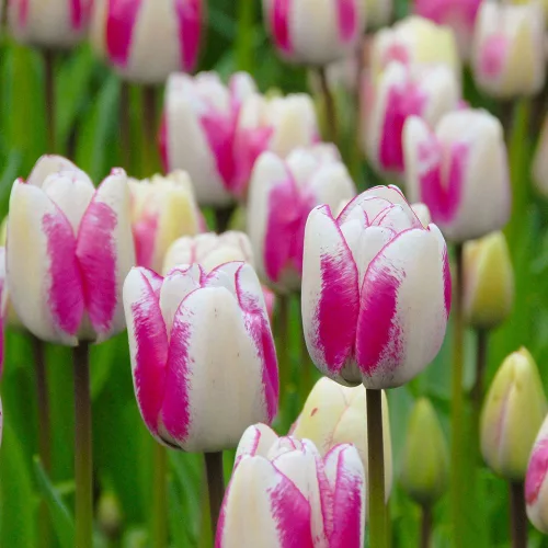 Tulipán - Tulip " Hotpants"