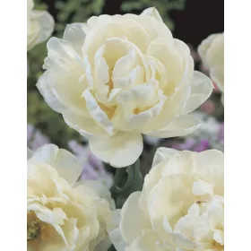Telt virágú Tulipán  - Tulip "Mount Tacoma"