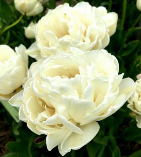 Telt virágú Tulipán  - Tulip "Mount Tacoma"