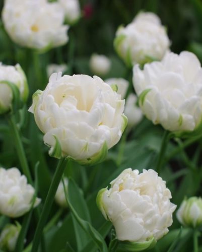 Telt virágú Tulipán  - Tulip "Mount Tacoma"