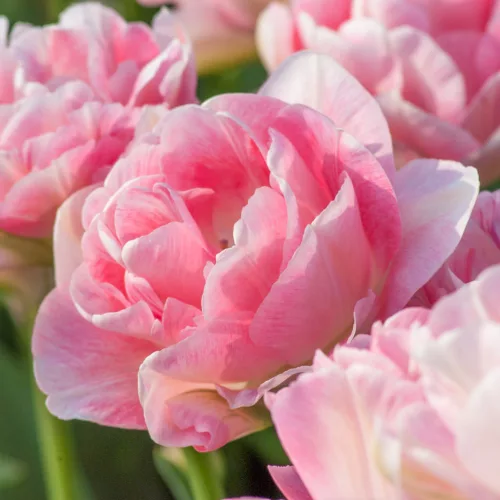 Telt virágú Tulipán  - Tulip "Angelique"