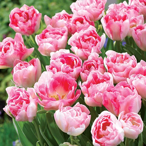 Telt virágú Tulipán  - Tulip "Angelique"