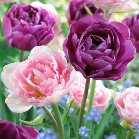   Telt virágú Tulipán, Lila-rózsaszín színkeverék - Tulip " Duo Double "