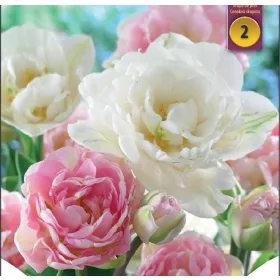   Telt virágú Tulipán mix, rózsazsín-fehér - Tulip "Duo Double"