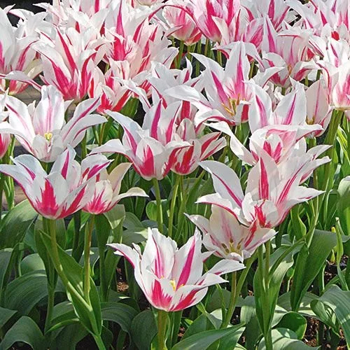 Tulipán - Tulip " Marylin"