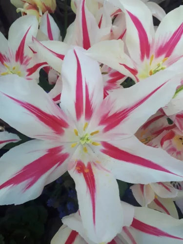 Tulipán - Tulip " Marylin"