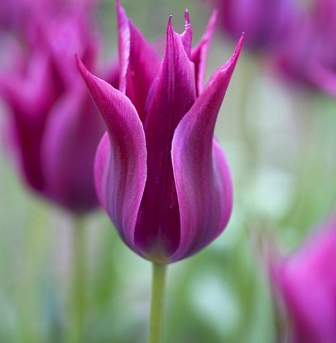 Tulipán - Tulip " Maytime"