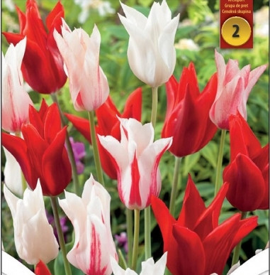 Tulipán trió - Tulip " Porzellan Mix "