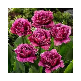 Rojtos szírmú tulipán - Tulip "Mascotte"