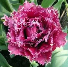 Rojtos szírmú tulipán - Tulip "Mascotte"