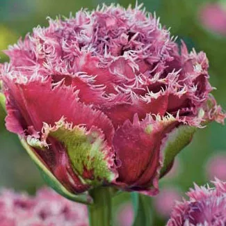 Rojtos szírmú tulipán - Tulip "Mascotte"