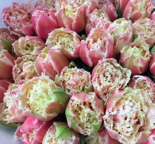 Rojtos szírmú tulipán - Tulip " Queensland "