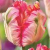 Papagály tulipán - Tulip " Apricot Parrot "
