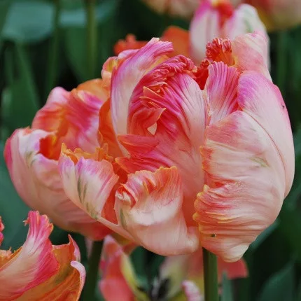 Papagály tulipán - Tulip " Apricot Parrot "