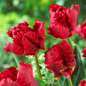 Papagály tulipán - Tulip " Bastogne Parrot "
