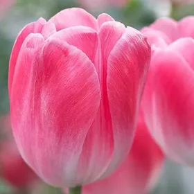 Tulipán - Késői hibrid - Tulip Singl Late
