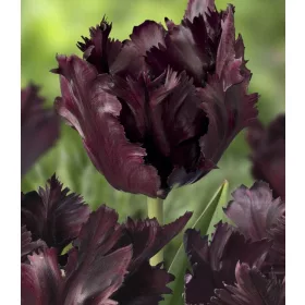 Papagály tulipán - Tulip " Black Parrot "