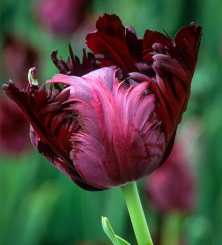 Papagály tulipán - Tulip " Black Parrot "