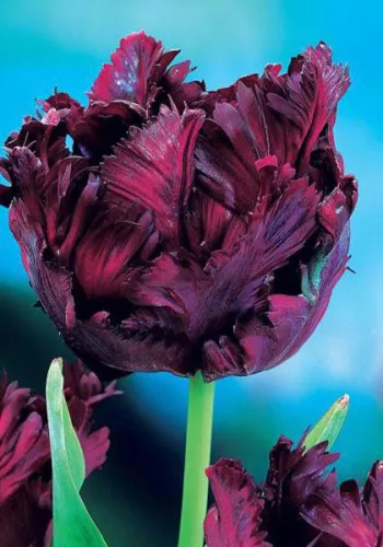 Papagály tulipán - Tulip " Black Parrot "