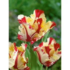 Papagály tulipán - Tulip "Flaming Parrot"