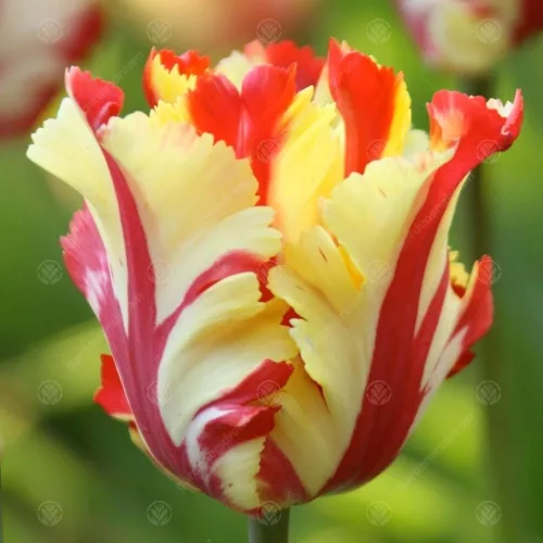 Papagály tulipán - Tulip "Flaming Parrot"