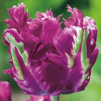 Papagály tulipán - Tulip "Blue Parrot"
