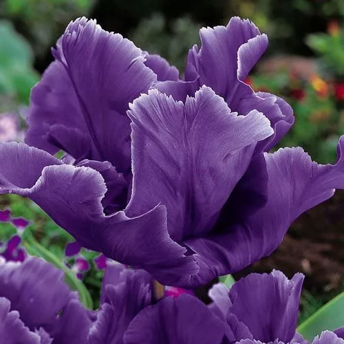 Papagály tulipán - Tulip "Blue Parrot"