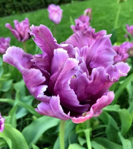 Papagály tulipán - Tulip "Blue Parrot"