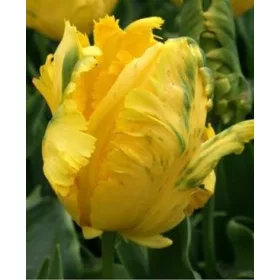 Papagály tulipán - Tulip "Texas Gold Parrot"